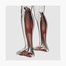 Check spelling or type a new query. Male Muscle Anatomy Of The Human Legs Posterior View Photographic Print By Stocktrekimages Redbubble