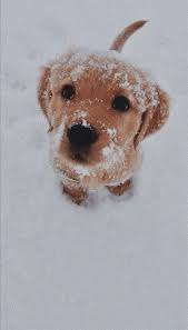 Animals And Pets Megastore Coupon Animals And Pets Values Examples Animal And Pest Control Near Me Yelp Cute Dogs And Puppies Cute Dogs Cute Baby Animals