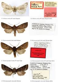 Image result for Orthopichonia