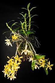 Dendrobium Nobile Hybrid Dendrobium Nobile Dendrobium Orchids Orchids
