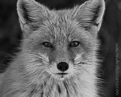 Beautiful Black And White Animal Photography Black And White Red Fox Photograph Animal Photography Animals Black And White Animal Photography Animal Photography Wildlife