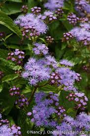 Cori Hardy Ageratum Conoclinium Coelestinum Nancy J Ondra Hayefield Com Native Plant Landscape Pollinator Plants Garden Bloggers