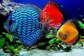 Discus In 2020 Fish Discus Fish Discus Aquarium
