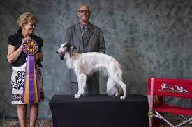 We did not find results for: Starfyre Silken Windhounds Home
