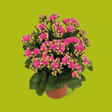 Image result for Kalanchoe rosalina