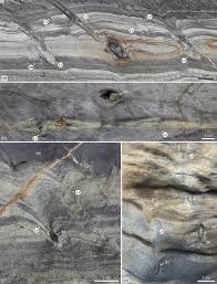 Image result for Brachystegia torrei