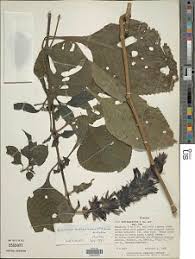 Image result for Brillantaisia madagascariensis