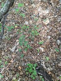 Words can twist and turn in any direction. If You Find The Snake In This Pic You Have Excellent Observation Skills