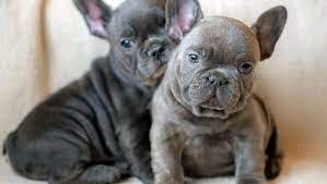 The coat coloring can range from a cool blue hue to sleek silver. What Are The French Bulldog Colors French Bulldog Breed