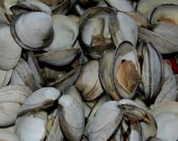 great website for info on clams types sizes etc food