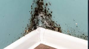 Maybe you would like to learn more about one of these? Mold Specialist Mold Remediation Company Houston Tx