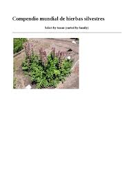 Image result for Adenostemma afrum