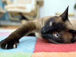 In this article, learn how to trim cat claws as well as tips on making your kitty more comfortable during this process. Can I Cut My Cat S Nails With Human Nail Clippers Petfinder