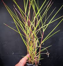 Image result for Hemarthria natans