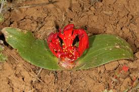 Image result for Daubenya