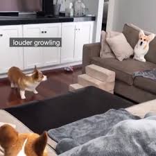 Funny corgi dog(7) mp4 watch online