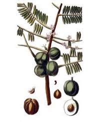 Image result for Phyllanthus engleri