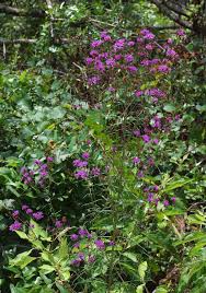 Image result for Vernonia bainesii