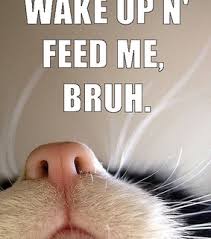 Maybe you would like to learn more about one of these? Good Morning Cat Images On Favim Com