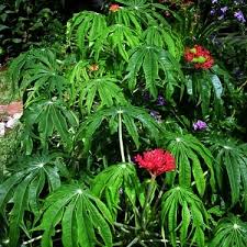 Image result for Jatropha multifida