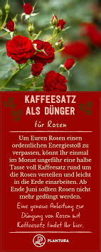 Kaffeesatz Als Dunger Verwendung Vorteile Plantura Kaffeesatz Einfache Satze Dunger Fur Tomaten