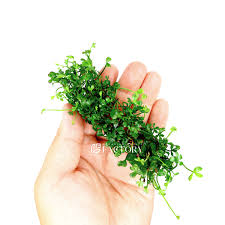 Image result for Marsilea villifolia