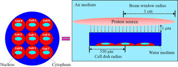 Reddit gives you the best of the internet in one place. Medium Thickness Dependent Proton Dosimetry For Radiobiological Experiments Scientific Reports