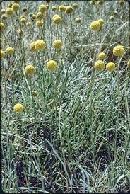 Image result for Pycreus chrysanthus