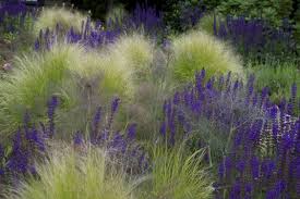 Ziergraspflanzen Auf Pinterest Graser Ziergraser Und Garten Garten Garten Pflanzen Vorgarten