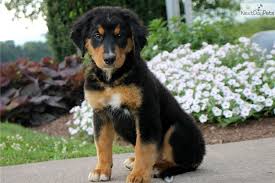 Bernese mountain german shepherd mix appearance. Bernese Mountain Dog Puppy For Sale Near Lancaster Pennsylvania C4c57273 17c1