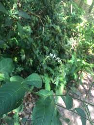 Image result for Petiveria alliacea