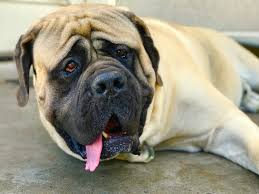 We did not find results for: Bloat In Dogs 7 Simple Steps That Can Save Your Dog Fast