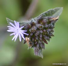 Image result for Elephantopus scaber