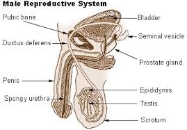 In this image, you will find a ligamentous remnant of processes vaginalis, vas deferens, head of the epididymis, efferent ductules, rete testis in mediastinum testis. Seer Training Male Reproductive System