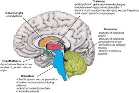 Image result for Cerebral Subcortex