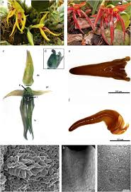 Image result for Bulbophyllum oreonastes