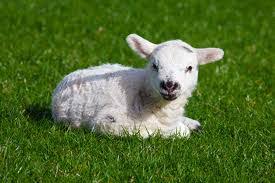 If the lamb or baby sheep is male then it can be called a ram lamb. English Exercises Baby Animals