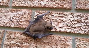 Image result for Bat Bite