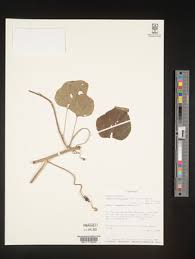 Image result for Adenia zambesiensis