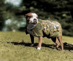 i colorized a photo of sergeant stubby, adecorated dog and a war hero of  ww1, taken in 1920. : r/Damnthatsinteresting