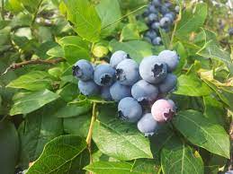 Nov 04, 2019 · pure elemental sulfur, or a commercial soil acidifier containing sulfur, is the most common treatment used to acidify soil for blueberries. How To Make Soil Acidic 3 Natural Methods That Work Insteading