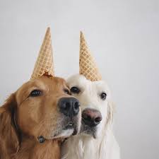 24 9b Begenme 376 Yorum Instagram Da Watson Kiko Wat Ki If You Are A Unicone I M A Unicone Retriever Puppy Cute Dogs Cute Creatures