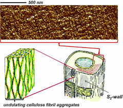 Maybe you would like to learn more about one of these? Wood Cell Wall Structure And Organisation In Relation To Mechanics Springerlink
