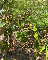 Image result for Hovenia