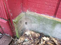 Maybe you would like to learn more about one of these? What Kind Of Spider Web Is This And How Do I Get Rid Of It Home Improvement Stack Exchange