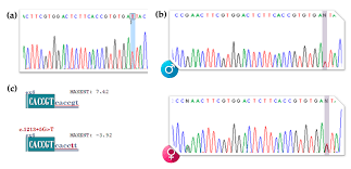 Diagnostics Free Full Text Molecular Characterization Of A Novel Splicing Mutation Underlying Mucopolysaccharidosis Mps Type Vi Indirect Proof Of Principle On Its Pathogenicity Html