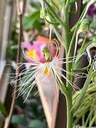 Image result for Habenaria aberrans