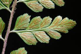 Image result for Asplenium uschiae