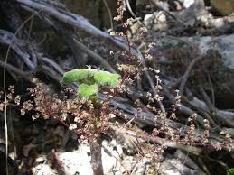 Image result for Obetia radula