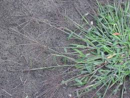 Grab them at the base of the stem and pull upwards, taking care to remove the side shoots as well as the main body of the plant. How To Get Rid Of Crabgrass In Your Yard Lawnstarter
